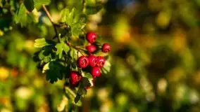 Zachód słońca widziany w zaroślach nad Niegocinem - zdjęcie 15