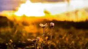 Zachód słońca nad mazurskimi polami, okolice wsi Sulimy - zdjęcie 10