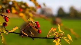 Zachód słońca nad mazurskimi polami, okolice wsi Sulimy - zdjęcie 15