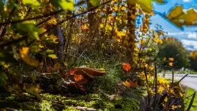 Mazurska jesień w okolicy Pieczarek i Przerwanek - zdjęcie 35