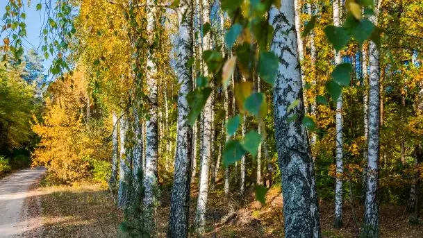 Jesienny, Mazurski las w okolicach Pieczarek
