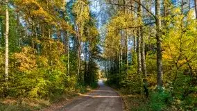 Jesienny, Mazurski las w okolicach Pieczarek - zdjęcie 3