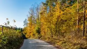 Jesienny, Mazurski las w okolicach Pieczarek - zdjęcie 25