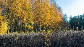 Jesienny, Mazurski las w okolicach Pieczarek - zdjęcie 36