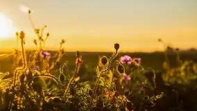 Zachód słońca niedaleko Lipowego Dworu - zdjęcie 11