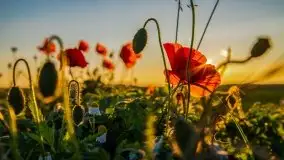 Zachód słońca niedaleko Lipowego Dworu - zdjęcie 30