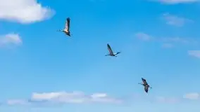 Zwierzęta złapane na Mazurach na początku 2020 roku - zdjęcie 12