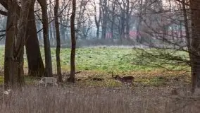 Zwierzęta złapane na Mazurach na początku 2020 roku - zdjęcie 8