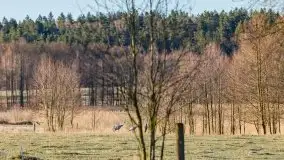 Zwierzęta złapane na Mazurach na początku 2020 roku - zdjęcie 16