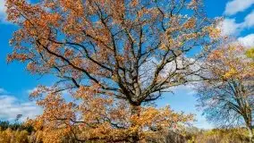 Piękna mazurska złota jesień, listopad 2019 - zdjęcie 31