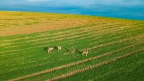 Mazurskie sarny złapane z lotu ptaka, listopad 2020 r. - zdjęcie 6