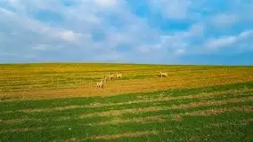 Mazurskie sarny złapane z lotu ptaka, listopad 2020 r. - zdjęcie 12