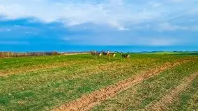 Mazurskie sarny złapane z lotu ptaka, listopad 2020 r. - zdjęcie 4