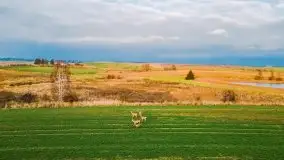 Mazurskie sarny złapane z lotu ptaka, listopad 2020 r. - zdjęcie 16