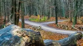 Las miejski w Giżycku, listopad 2020 r. - zdjęcie 5