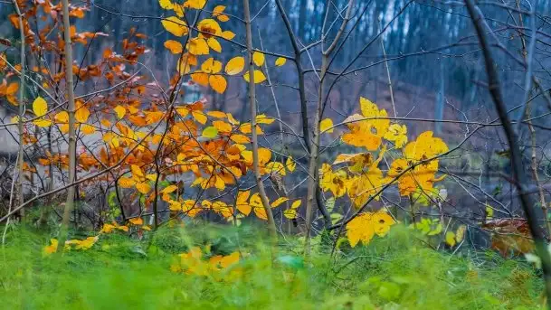Las miejski w Giżycku, listopad 2020 r.