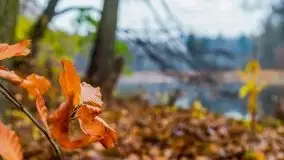 Las miejski w Giżycku, listopad 2020 r. - zdjęcie 22