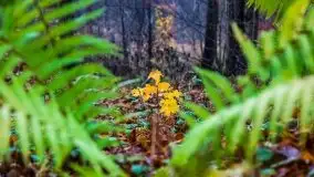 Las miejski w Giżycku, listopad 2020 r. - zdjęcie 35