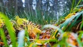 Las miejski w Giżycku, listopad 2020 r. - zdjęcie 31