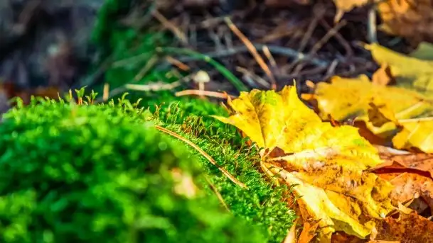 Jesienne Mazury, okolice jezior Niegocin i wojnowo - zdjęcie 11