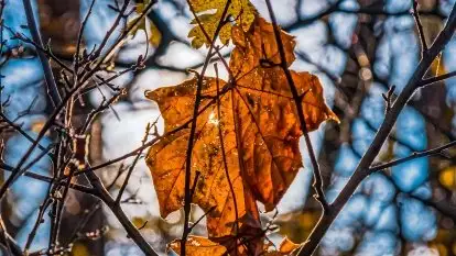Jesienne Mazury, okolice jezior Niegocin i wojnowo