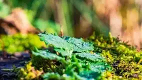 Jesienne Mazury, okolice jezior Niegocin i wojnowo - zdjęcie 20