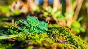 Jesienne Mazury, okolice jezior Niegocin i wojnowo - zdjęcie 34