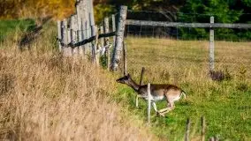 Jesienne Mazury na zdjęciach Staszka Sielewicza - zdjęcie 5