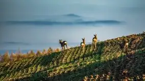 Jesienne Mazury na zdjęciach Staszka Sielewicza - zdjęcie 1