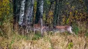 Jesienne Mazury na zdjęciach Staszka Sielewicza - zdjęcie 19