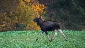 Jesienne Mazury na zdjęciach Staszka Sielewicza - zdjęcie 33