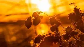 Zachód słońca i resztki jesieni nad jeziorem Ołów - zdjęcie 35