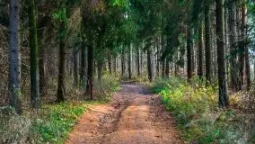 Leśne klimaty w okolicach Wydmin - zdjęcie 7