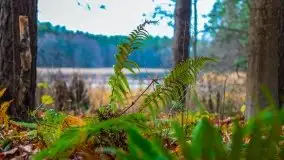 Leśne klimaty w okolicach Wydmin - zdjęcie 16