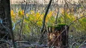 Leśne klimaty w okolicach Wydmin - zdjęcie 11