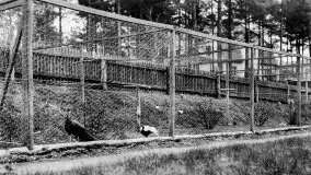 Przedwojenne zdjęcia Mikołajek (Nikolaiken) - zdjęcie 10