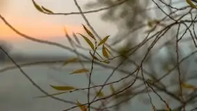 Wschód słońca przy moście Sztynorckim i jeziorze Dargin - zdjęcie 56