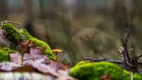 Krutynia i Nowy Mostek w grudniowych zdjęciach - zdjęcie 51