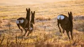 Grudniowe Mazury na zdjęciach Stanisława Sielewicza - zdjęcie 4