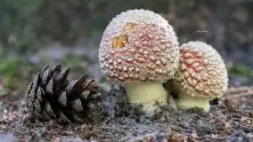 Mazurska flora i fauna na zdjęciach Jana Olchówki 2020 - zdjęcie 12