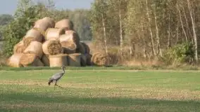 Mazurska flora i fauna na zdjęciach Jana Olchówki 2020 - zdjęcie 17