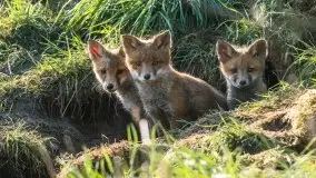 Mazurska flora i fauna na zdjęciach Jana Olchówki 2020 - zdjęcie 22