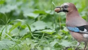 Mazurska flora i fauna na zdjęciach Jana Olchówki 2020 - zdjęcie 24