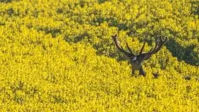 Mazurska flora i fauna na zdjęciach Jana Olchówki 2020 - zdjęcie 14