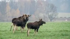 Mazurska flora i fauna na zdjęciach Jana Olchówki 2020 - zdjęcie 25