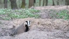 Mazurska flora i fauna na zdjęciach Jana Olchówki 2020 - zdjęcie 39