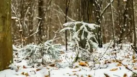Zimowe i pochmurne kolory Mazur w okolicach Kruklanek - zdjęcie 21