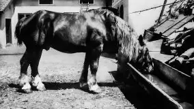 Przedwojenne zdjęcia Pisza (Johannisburg) - zdjęcie 77