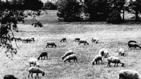 Przedwojenne zdjęcia Rydzewa (Rydzewen, Rotwalde) - zdjęcie 12