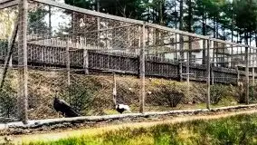 Przedwojenne pokolorowane zdjęcia Mikołajek (Nikolaiken) - zdjęcie 56